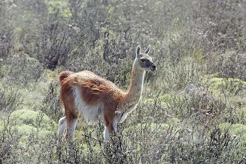 20071213 115358 D2X 4200x2800.jpg - Guanaco (a woolier llama), Torres del Paine National Park